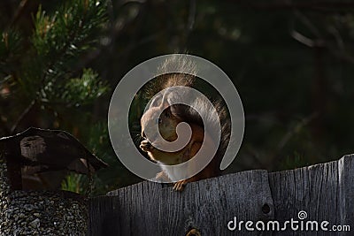 Squirrel with tassels on the ears sitting on the fence and eating nuts Stock Photo