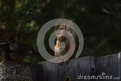 Squirrel with tassels on the ears sitting on the fence and eating nuts Stock Photo