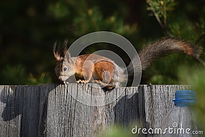 Squirrel with tassels on the ears sitting on the fence Stock Photo