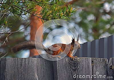 Squirrel with tassels on the ears sitting on the fence Stock Photo