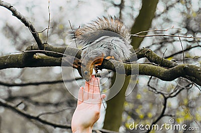 Squirrel touches a human hand on a tree in a spring forest Stock Photo