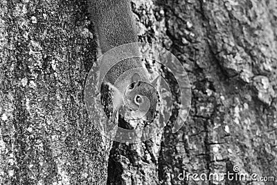 Squirrel on tree Stock Photo