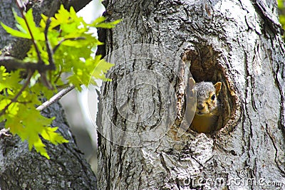 Squirrel in a tree Stock Photo