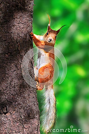 Squirrel on the tree Stock Photo