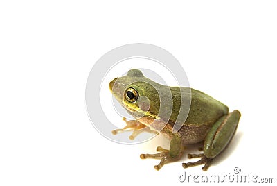 Squirrel Tree Frog Stock Photo