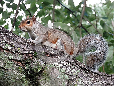 Squirrel on a Tree Stock Photo