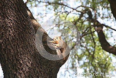 Squirrel on a tree Stock Photo