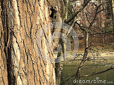 Squirrel, trunk, water and branches. Nature and environment Stock Photo