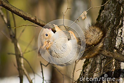 Squirrel upside down Stock Photo