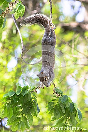 Squirrel upside down on a tree branch Stock Photo