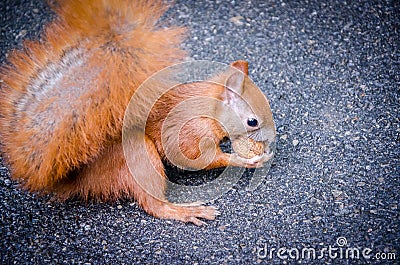 Squirrel with walnut Stock Photo