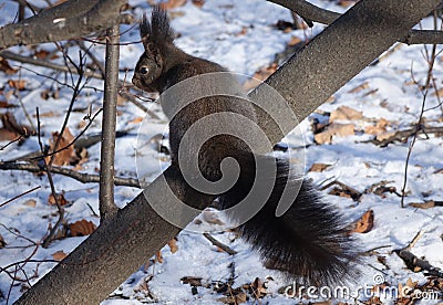 Squirrel in the winter forest on a tree Stock Photo