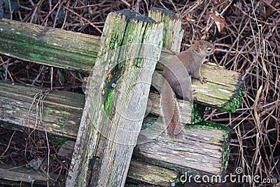 Squirrel the wooden fence hanger Stock Photo