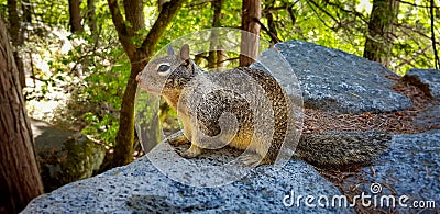 Squirrel in Yosemite park Stock Photo