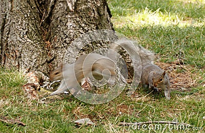 run and hide... you go squirrel... determination in eyes, persistence.. stay away from MY nuts Stock Photo