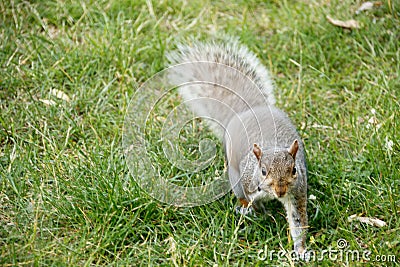 sneak attack, please sir I want some more.. determination, persistence, You go squirrel Stock Photo