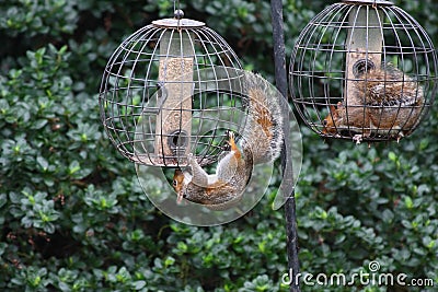 Squirrels invading bird feeders Stock Photo