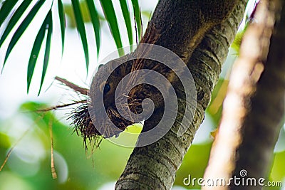 Squirrels are looking for fiber in an areca tree Stock Photo