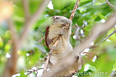 Squirrels are looking for food to munch on the trees. Stock Photo