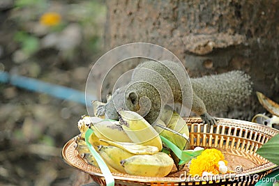 Squirrels in nature Stock Photo