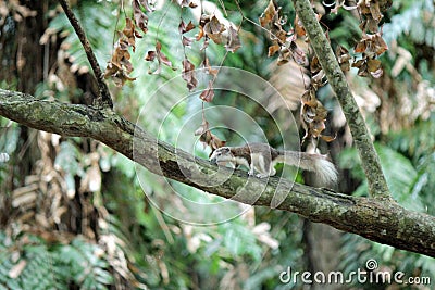 Squirrels in nature Stock Photo