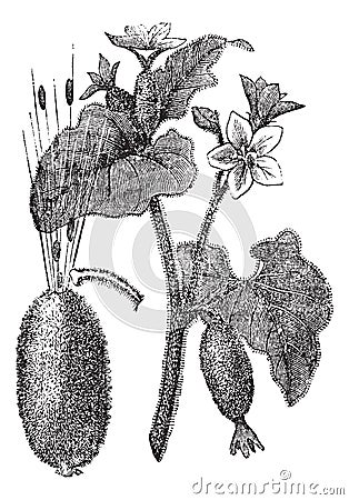 Squirting Cucumber or Exploding Cucumber or Ecballium elaterium, vintage engraving Vector Illustration