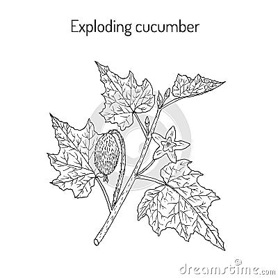 Squirting or exploding cucumber Ecballium elaterium , medicinal plant. Vector Illustration