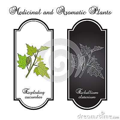 Squirting or exploding cucumber Ecballium elaterium , medicinal plant Vector Illustration