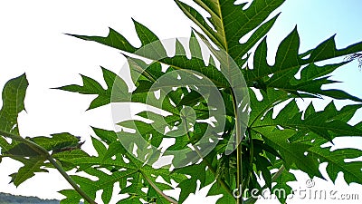 Beautiful nature tree Stock Photo