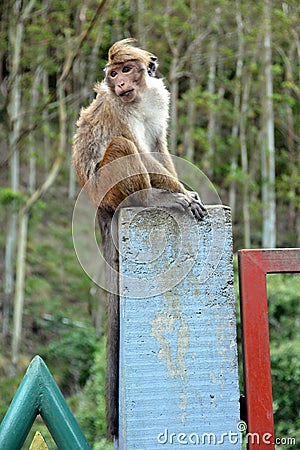 Sri Lanka, animal, mammal, wildlife, monkey Editorial Stock Photo