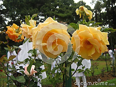 The image is rose in sri lanka. location is Haggala sri lanka Stock Photo