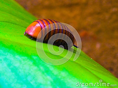 SRI LANKA Beetle Stock Photo
