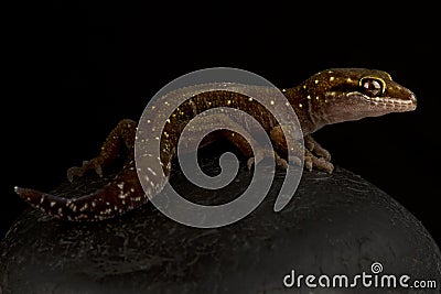 Sri-Lanka bow-fingered gecko Cyrtodactylus triedrus Stock Photo
