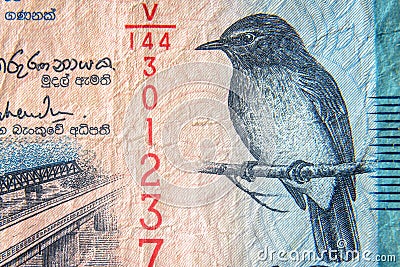 Sri Lanka currency close up. Macro view of 50 rupees bill. Detail of Srilankan banknote with flycatcher bird Stock Photo