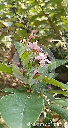 Sri Lanka flowers natural beauty Stock Photo