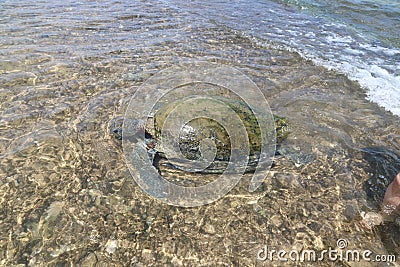 Big turtles hikkaduwa beach, Sri Lanka Stock Photo