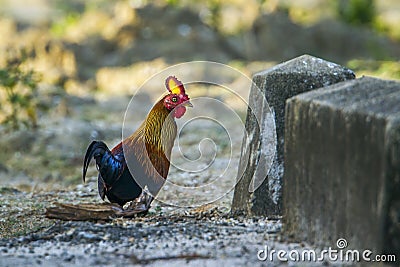 Sri Lanka junglefowl in Bundala national park, Sri Lanka Stock Photo