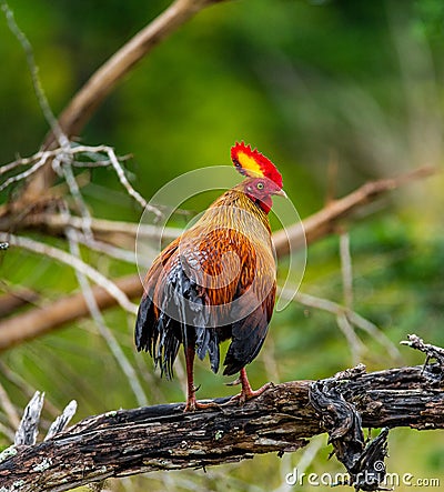 Sri Lanka Junglefowl is standing on a log in the jungle. Stock Photo