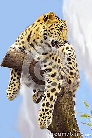 Sri Lanka Leopard Stock Photo