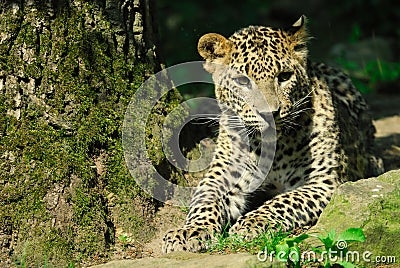 Sri Lanka Leopard Stock Photo