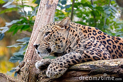 Sri Lanka Leopard, Panthera pardus kotiya Stock Photo
