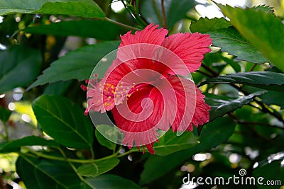 Sri Lanka national flowers - the red Shoe Flower or Hibiscus rosa-sinensis Chinese and Hawaiian hibiscus, China rose. It is a po Stock Photo