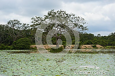 Sri Lanka Stock Photo