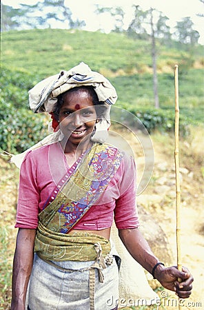 SRI LANKA NUWARA ELIYA TEA PLANTATION Editorial Stock Photo