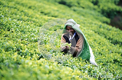 SRI LANKA NUWARA ELIYA TEA PLANTATION Editorial Stock Photo