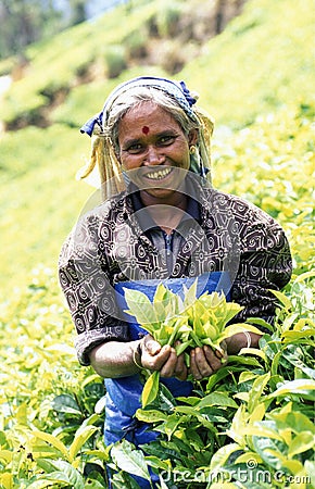 SRI LANKA NUWARA ELIYA TEA PLANTATION Editorial Stock Photo