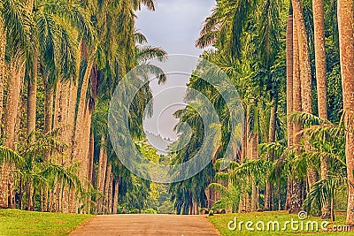 Sri Lanka: palm alley in Royal Botanic Gardens, Peradeniya, Kandy Stock Photo