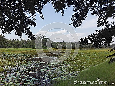 In Sri Lanka A view of an enclosed traditional lake. Stock Photo