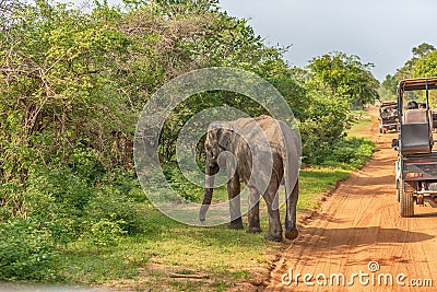 Sri Lanka: wild baby elephant in Yala National Park Editorial Stock Photo