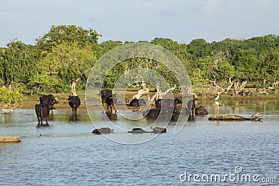 Sri Lanka wild cow Stock Photo